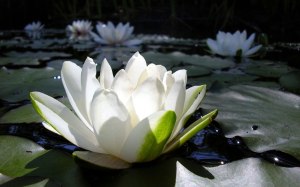 white-lotus-flower